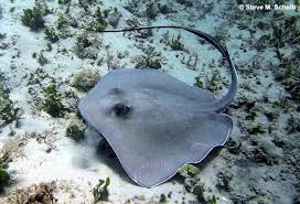 Image result for Hypanus say