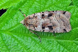 Attēlu rezultāti vaicājumam “Xestia triangulum”