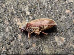 Attēlu rezultāti vaicājumam “Priobium carpini”