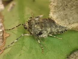 Attēlu rezultāti vaicājumam “Operophtera”