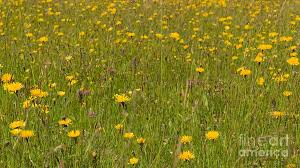 Attēlu rezultāti vaicājumam “Leontodon hispidus flower”