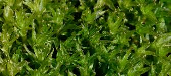 Attēlu rezultāti vaicājumam “Atrichum undulatum sporophyte”