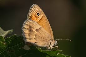 Attēlu rezultāti vaicājumam “Coenonympha pamphilus upperside”