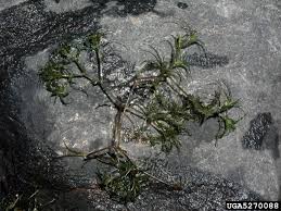 Attēlu rezultāti vaicājumam “Najas minor”