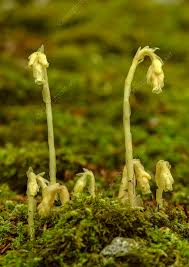 Attēlu rezultāti vaicājumam “Monotropa hypopitys”