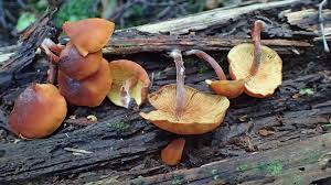 Attēlu rezultāti vaicājumam “Gymnopilus picreus”