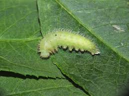 Attēlu rezultāti vaicājumam “Euura brevicornis larva”
