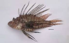 Image result for Pterois miles