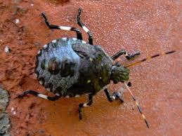 Attēlu rezultāti vaicājumam “Picromerus bidens”