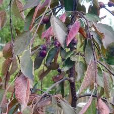 Attēlu rezultāti vaicājumam “Malus purpurea leaf”