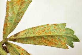 Attēlu rezultāti vaicājumam “Potentilla erecta leaf”
