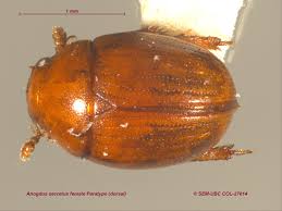 Attēlu rezultāti vaicājumam “Leiodidae”