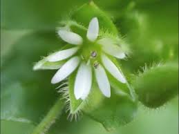 Attēlu rezultāti vaicājumam “Stellaria media flower”