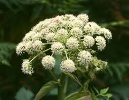 Attēlu rezultāti vaicājumam “Angelica sylvestris flower”