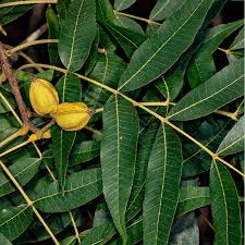 Attēlu rezultāti vaicājumam “Carya”