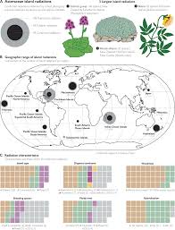 Attēlu rezultāti vaicājumam “Asteraceae”