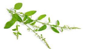 Attēlu rezultāti vaicājumam “Chenopodium polyspermum fruit”