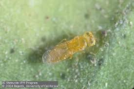 Attēlu rezultāti vaicājumam “Lepidosaphes ulmi imago”