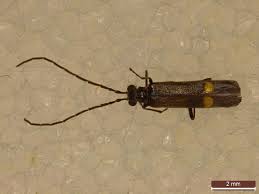 Attēlu rezultāti vaicājumam “Cantharis figurata”