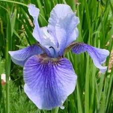 Attēlu rezultāti vaicājumam “Iris sibirica leaf”