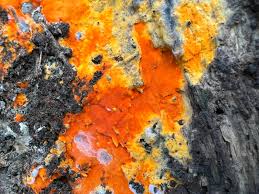 Attēlu rezultāti vaicājumam “Ceriporia”