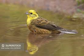 Attēlu rezultāti vaicājumam “Emberiza citrinella male”