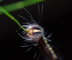 Attēlu rezultāti vaicājumam “Lasiocampidae”