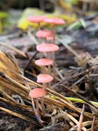Attēlu rezultāti vaicājumam “Mycena rosella”