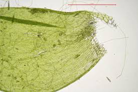 Attēlu rezultāti vaicājumam “Plagiothecium denticulatum”