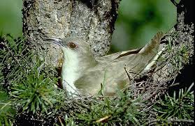 Image result for Coccyzus erythropthalmus