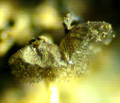 Attēlu rezultāti vaicājumam “Cribraria aurantiaca var. persoonii”