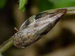 Attēlu rezultāti vaicājumam “Aphrophoridae imago”