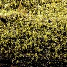 Attēlu rezultāti vaicājumam “Nowellia curvifolia”