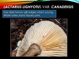 Attēlu rezultāti vaicājumam “Diachea leucopodia young”