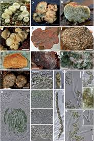 Attēlu rezultāti vaicājumam “Hypocrea gelatinosa”