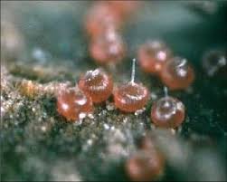 Attēlu rezultāti vaicājumam “Panonychus”