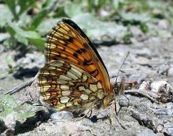 Attēlu rezultāti vaicājumam “Mellicta athalia upperside”