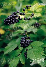 Attēlu rezultāti vaicājumam “Actaea spicata fruit”