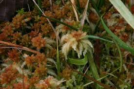Attēlu rezultāti vaicājumam “Sphagnum centrale sporophyte”