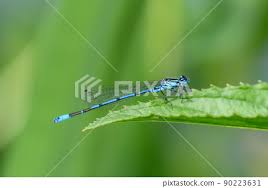 Attēlu rezultāti vaicājumam “Coenagrion puella male”