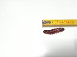 Attēlu rezultāti vaicājumam “Cossus cossus larva”