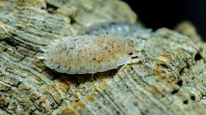 Attēlu rezultāti vaicājumam “Porcellio scaber”