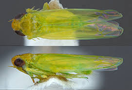 Attēlu rezultāti vaicājumam “Empoasca sp.”