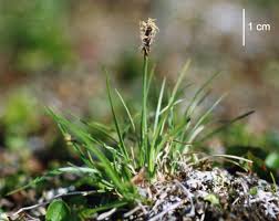 Attēlu rezultāti vaicājumam “Carex scandinavica”