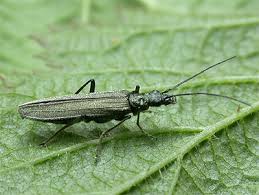 Attēlu rezultāti vaicājumam “Oedemera sp.”