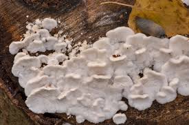 Attēlu rezultāti vaicājumam “Plicatura nivea”