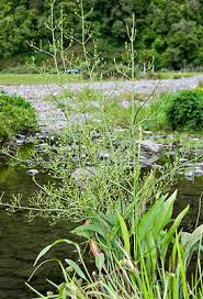 Attēlu rezultāti vaicājumam “Alisma lanceolatum”