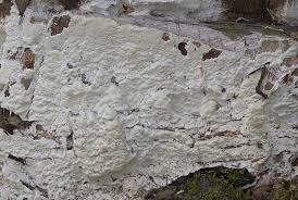 Attēlu rezultāti vaicājumam “Antrodia mellita”