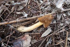 Attēlu rezultāti vaicājumam “Verpa bohemica”