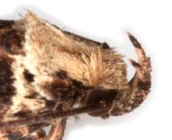 Attēlu rezultāti vaicājumam “Agonopterix ciliella imago”